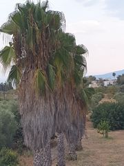 4 Φοινικες Palm trees 8-10m 35 ετων