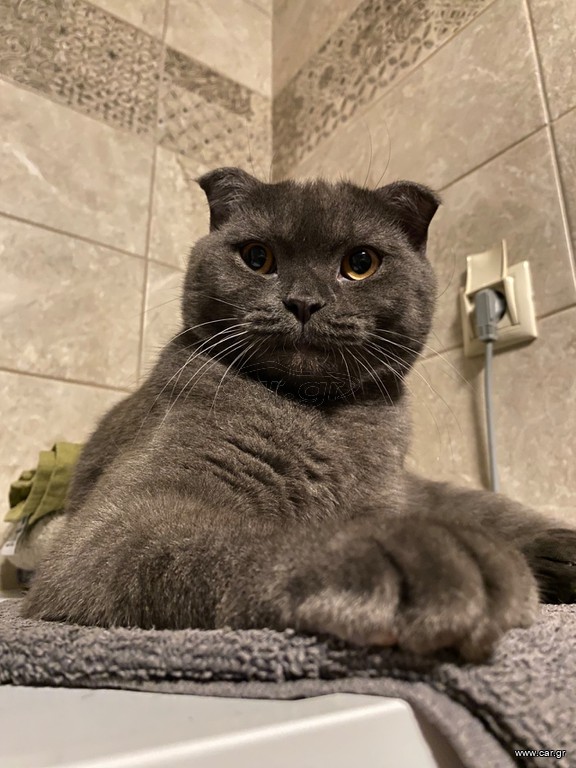 Scottish Fold γκρι