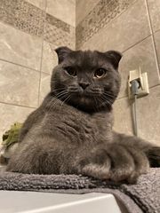 Scottish Fold γκρι