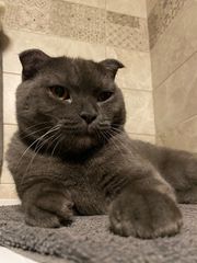 Scottish Fold γκρι-thumb-1