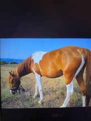 Πωλείται Αρσενικό Άλογο Pindo