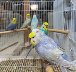 Παπαγαλάκια Budgie Rainbow/Yellow Faced 