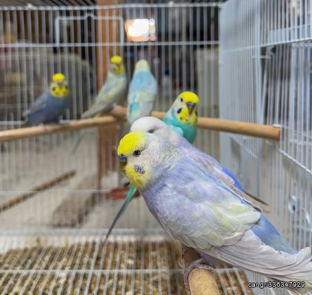 Παπαγαλάκια Budgie Rainbow