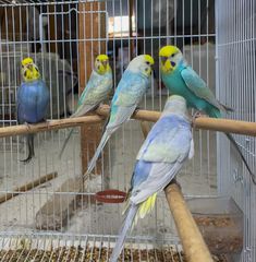 Παπαγαλάκια Budgie Rainbow