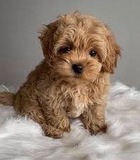 Μαλτιπού maltipoo puppies