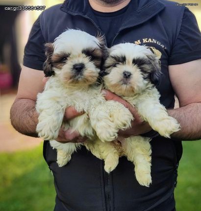 Σιχ Τσου , Σκύλος Χρυσάνθεμο ,shih tzu