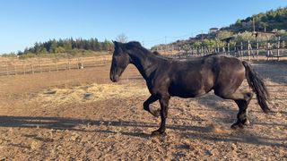 Πωλείται καθαρόαιμο αρσενικό πουλάρι Friesian (Νέο Video)