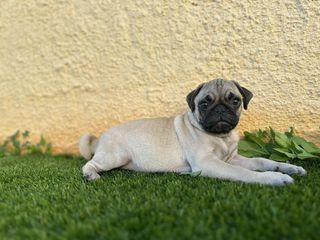 ΠΑΓΚ-PUG-MOPS