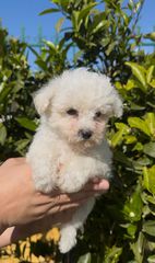 ΜΠΙΣΟΝ ΦΡΙΖΕ -BICHON FRISE