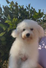 ΜΠΙΣΟΝ ΦΡΙΖΕ -BICHON FRISE
