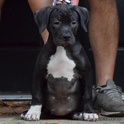 ΠΙΤΜΠΟΥΛ ΜΑΥΡΑ  pitbull black panther