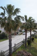 4x Palm trees between  6 and10 meter.  40000Euro (Negotiable) 