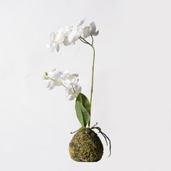 Supergreens Τεχνητό Φυτό Ορχιδέα Phalaenopsis Real Touch Λευκή με Βάση Moss 40 εκ.Χρώμα Λευκό Mήκος 20 Πλάτος 20 Υψος 40 SUPER-6070-6