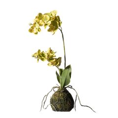 Supergreens Τεχνητό Φυτό Ορχιδέα Phalaenopsis Real Touch Πράσινη με Βάση Moss 40 εκ.Χρώμα Πράσινο Mήκος 20 Πλάτος 20 Υψος 40 SUPER-7070-6