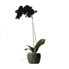 Supergreens Τεχνητό Φυτό Ορχιδέα Phalaenopsis Real Touch Μαύρη με Βάση Moss 60 εκ.Χρώμα Μαύρο Mήκος 26 Πλάτος 26 Υψος 60 SUPER-8070-6