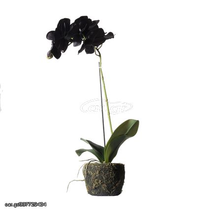 Supergreens Τεχνητό Φυτό Ορχιδέα Phalaenopsis Real Touch Μαύρη με Βάση Moss 60 εκ.Χρώμα Μαύρο Mήκος 26 Πλάτος 26 Υψος 60 SUPER-8070-6