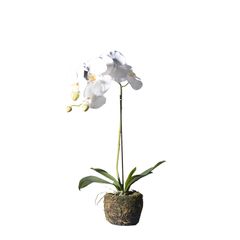 Supergreens Τεχνητό Φυτό Ορχιδέα Phalaenopsis Real Touch Λευκή με Βάση Moss 60 εκ.Χρώμα Λευκό Mήκος 26 Πλάτος 26 Υψος 60 SUPER-9070-6