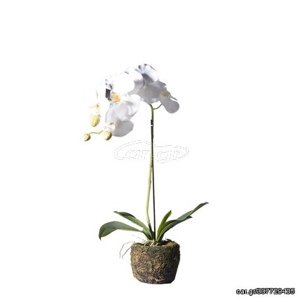 Supergreens Τεχνητό Φυτό Ορχιδέα Phalaenopsis Real Touch Λευκή με Βάση Moss 60 εκ.Χρώμα Λευκό Mήκος 26 Πλάτος 26 Υψος 60 SUPER-9070-6