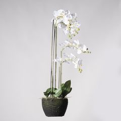 Supergreens Τεχνητό Φυτό Ορχιδέα Phalaenopsis Real Touch Λευκή με Βάση Moss 85 εκ.Χρώμα Λευκό Mήκος 39 Πλάτος 25 Υψος 85 SUPER-3170-6