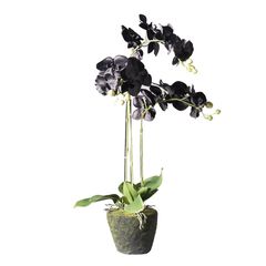 Supergreens Τεχνητό Φυτό Ορχιδέα Phalaenopsis Real Touch Μαύρη με Βάση Moss 85 εκ.Χρώμα Μαύρο Mήκος 39 Πλάτος 25 Υψος 85 SUPER-5170-6