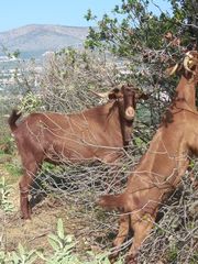 ΠΩΛΕΙΤΑΙ ΤΡΑΓΟΣ ΚΑΘΑΡΟΑΙΜΟΣ ΦΥΛΗΣ ΣΚΟΠΕΛΟΥ