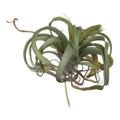 Artekko Faux Τεχνητό Φυτό Χωνευτό Αερόφυτο Πλαστικό Ανοιχτό Πράσινο (30x30x20)cm Artekko F2635-LTGR