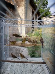 Τιμπραντο Canary-thumb-8