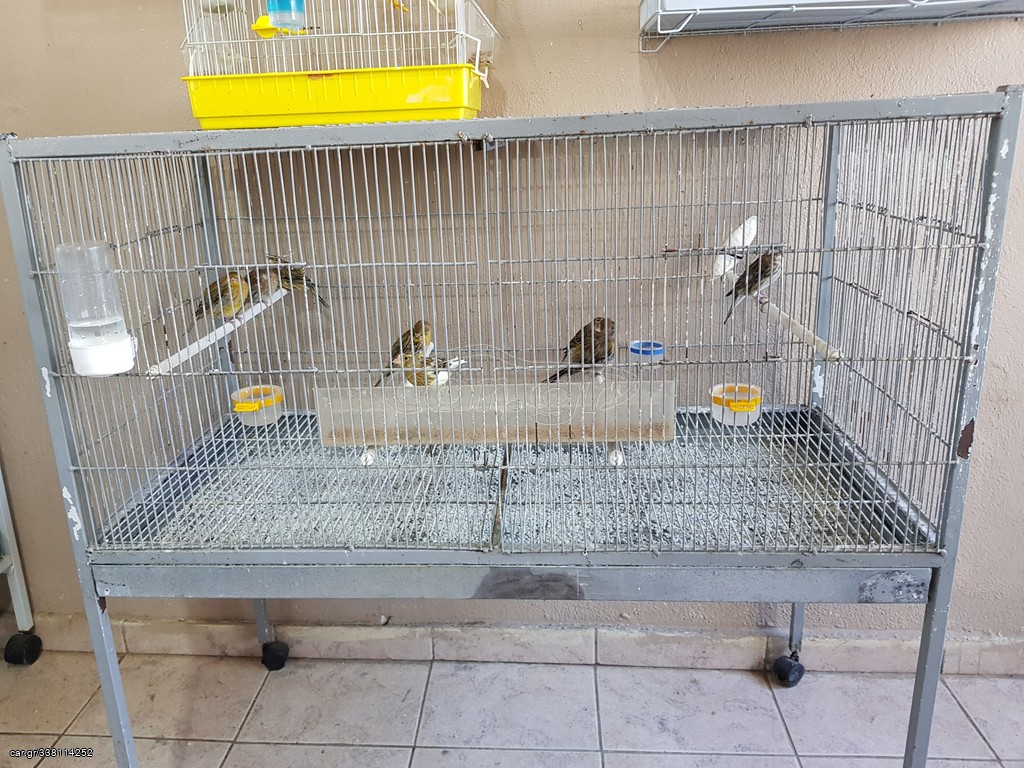 Τιμπραντο Canary