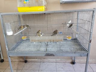 Τιμπραντο  Canary