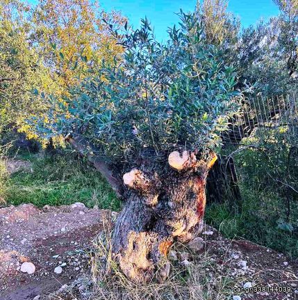 ΕΛΑΙΟΔΕΝΤΡΑ 50 ετών