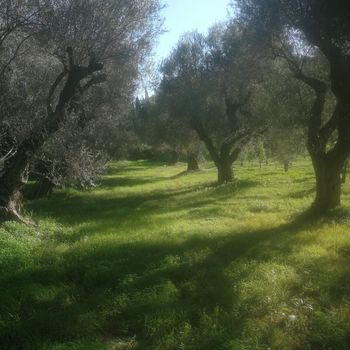 ΕΞΑΙΡΕΤΙΚΟ ΠΑΡΘΕΝΟ ΛΑΔΙ ΑΧΑΙΑΣ ΜΕ ΜΟΝΑΔΙΚΗ ΓΕΥΣΗ