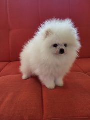 POMERANIAN BOO... ΕΤΟΙΜΟΠΑΡΑΔΟΤΑ