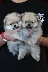 POMERANIAN BOO... ΕΤΟΙΜΟΠΑΡΑΔΟΤΑ