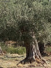 Πωλούνται αιωνόβια και υπεραιωνόβια δέντρα Ελιάς απο 1.000€ έως 9.000€. Centuries-old and perennial olive trees for sale from € 3,000 to € 9,000.