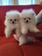 POMERANIAN ΤΟΠ ΓΕΝΝΑ