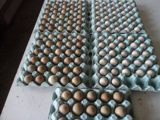 αυγα περδικας ορτυκιου