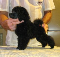 Πούντλ κανίς μαύρα poodle puppy