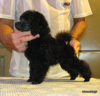 Πούντλ κανίς μαύρα poodle puppy