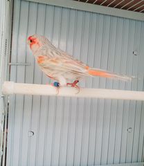 Καναρίνια χρώματος-thumb-8