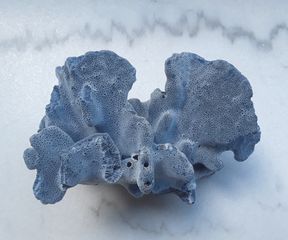 Φυσικο Μπλε Κοραλι - Natural Blue Coral
