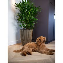 Capi Βάζο Elegant Groove Μαύρο και Χρυσό 46 x 58 εκ.