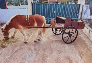 Δίτροχο αμαξάκι για άλογο 145-150 ύψος 