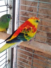 Παπαγαλάκια Ωδικός Red-rumped Parakeet