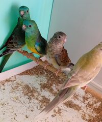 Παπαγαλάκια Ωδικός Red-rumped & Μπουρκ-thumb-27