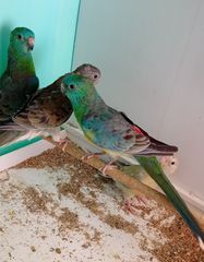 Παπαγαλάκια Ωδικός Red-rumped & Μπουρκ-thumb-13