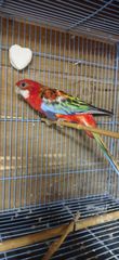 Παπαγαλάκια Ωδικός Red-rumped & Μπουρκ-thumb-17