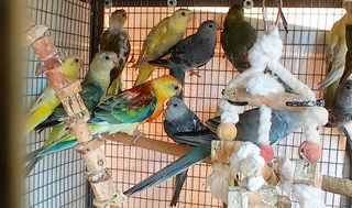 Παπαγαλάκια Ωδικός Red-rumped & Μπουρκ-thumb-1