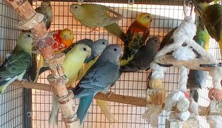 Παπαγαλάκια Ωδικός Red-rumped & Μπουρκ-thumb-3