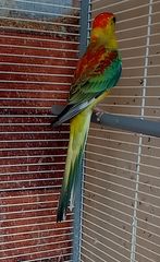 Παπαγαλάκια Ωδικός Red-rumped & Μπουρκ-thumb-9