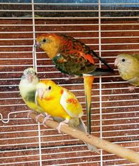 Παπαγαλάκια Ωδικός Red-rumped & Μπουρκ-thumb-14